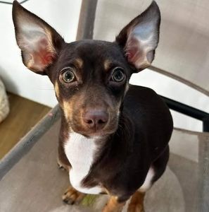 Meet your Posher, Dj